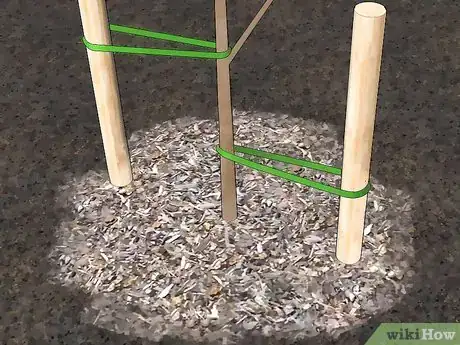 Imagen titulada Plant Fruit Trees Step 12