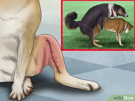 Imagen titulada Know when to Stop Breeding a Male Dog Step 5