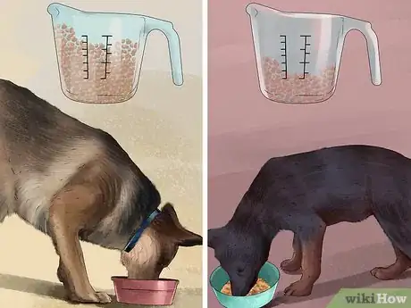 Imagen titulada Take Care of a German Shepherd Step 3