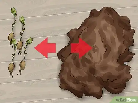 Imagen titulada Plant Apple Seeds Step 11