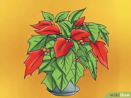 Imagen titulada Keep Poinsettias Growing To Next Christmas Step 15