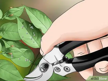 Imagen titulada Kill Mealybugs Step 10