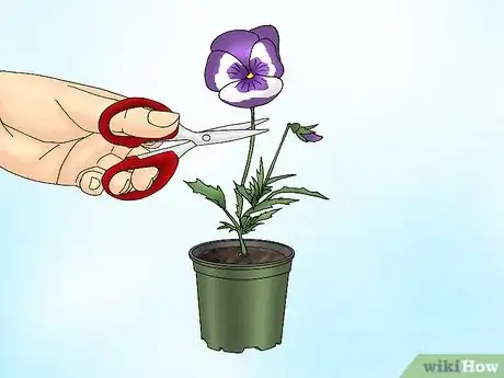 Imagen titulada Make Pansies Bloom Again Step 2