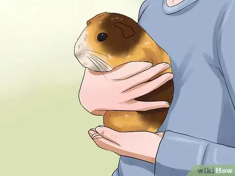 Imagen titulada Convince Your Parents to Buy You a Guinea Pig Step 14