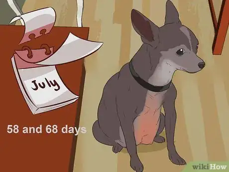 Imagen titulada Help Your Chihuahua During Labor Step 1