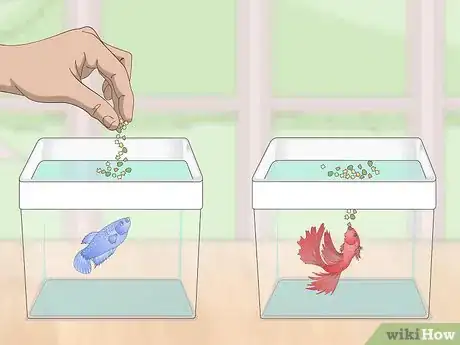 Imagen titulada Selectively Breed Betta Fish Step 11