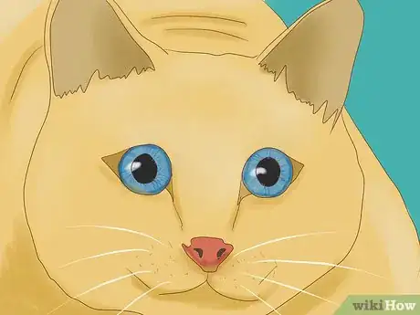 Imagen titulada Understand Your Cat's Body Language Step 5