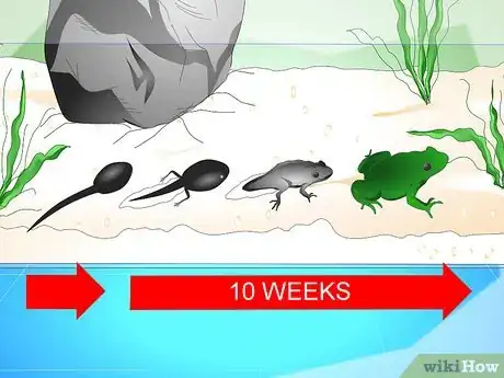 Imagen titulada Care for Common Frog Tadpoles Step 16