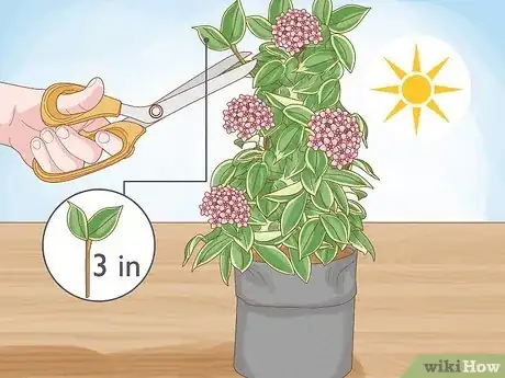 Imagen titulada Grow Hoya Bella (Miniature Wax Plant) Step 3