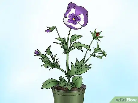 Imagen titulada Make Pansies Bloom Again Step 5