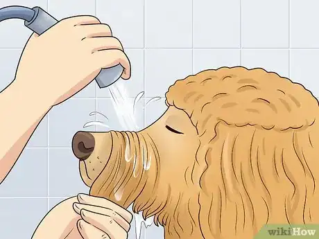 Imagen titulada Groom a Goldendoodle's Face Step 14