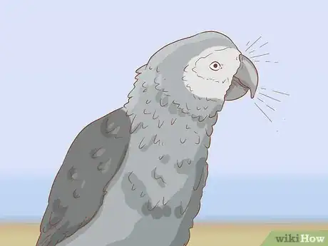 Imagen titulada Treat Respiratory Infections in African Grey Parrots Step 1