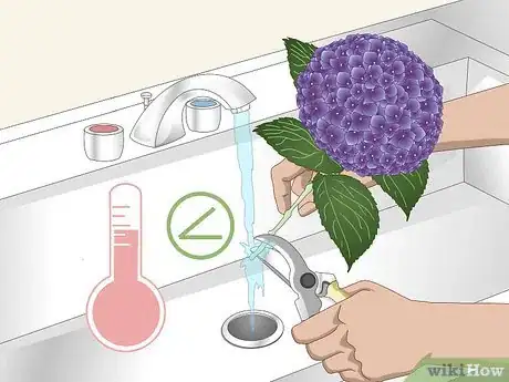 Imagen titulada Keep Hydrangeas Alive Step 1