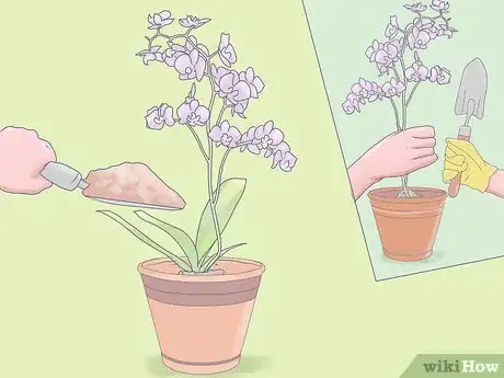 Imagen titulada Care for Mini Orchids Step 10