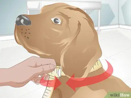 Imagen titulada Make a Dog Collar Step 1