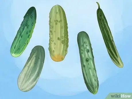 Imagen titulada Grow Cucumbers in Pots Step 1