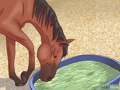 Imagen titulada Cure Colic in Horses and Ponies Step 17