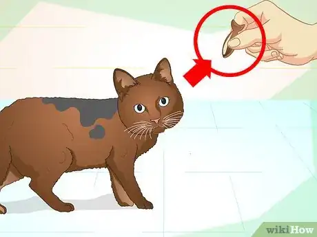 Imagen titulada Teach Your Cat to Do Tricks Step 2