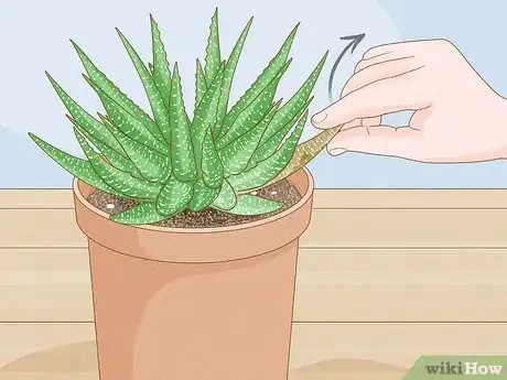 Imagen titulada Prune Succulents Step 1