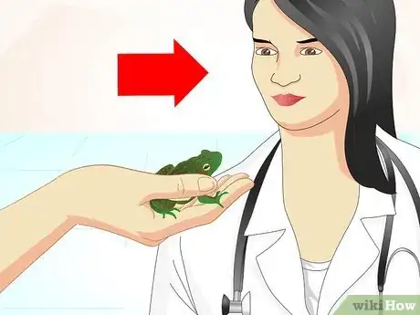 Imagen titulada Care for a Sick Frog with Red Leg Disease Step 5