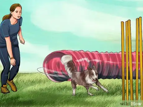 Imagen titulada Design a Dog Agility Course Step 9