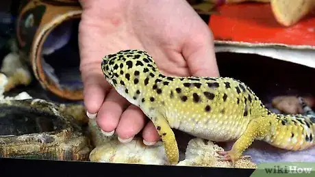 Imagen titulada Have Fun With Your Leopard Gecko Step 4