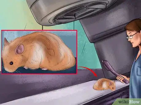 Imagen titulada Treat Tumors in Hamsters Step 3