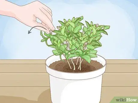 Imagen titulada Grow Mint Indoors Step 13