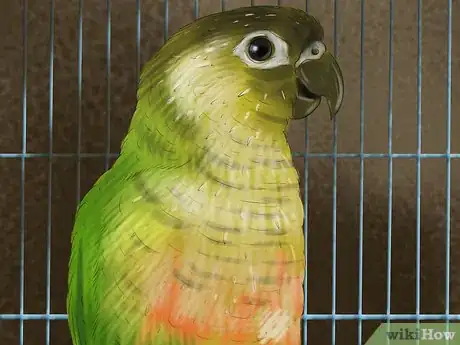 Imagen titulada Care for a Conure Step 24