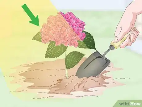 Imagen titulada Keep Hydrangeas Alive Step 8