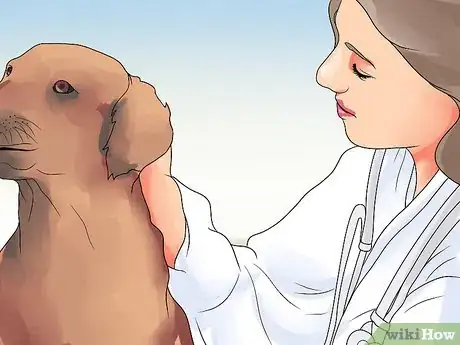 Imagen titulada Recognize Bloat in Dogs Step 11