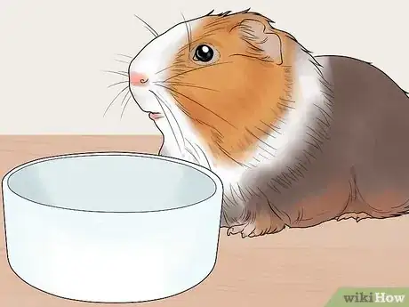 Imagen titulada Get Your Guinea Pig to Lose Weight Step 5