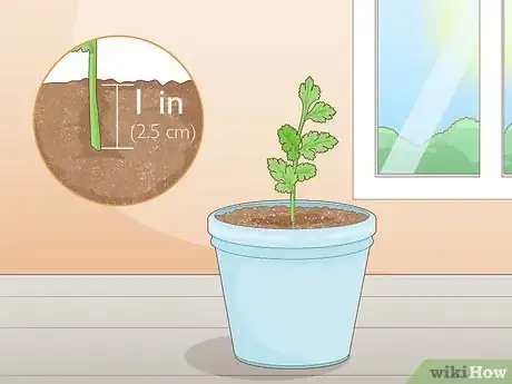 Imagen titulada Grow Parsley from Cuttings Step 7