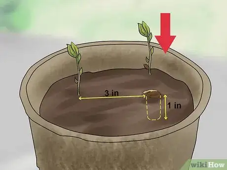 Imagen titulada Plant Apple Seeds Step 13