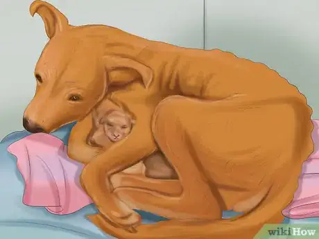 Imagen titulada Make Sure That Your Dog Is Ok After Giving Birth Step 10