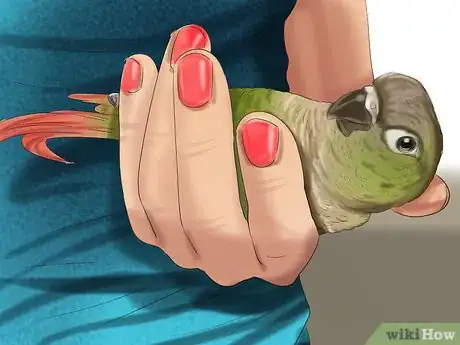 Imagen titulada Care for a Conure Step 22