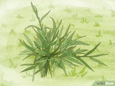 Imagen titulada Identify Weeds Step 6