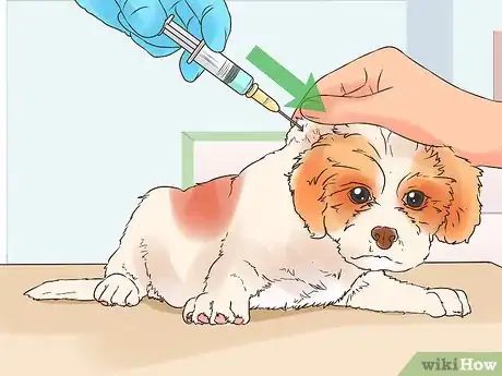 Imagen titulada Give Puppy Shots Step 17