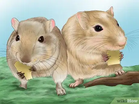 Imagen titulada Make Your Gerbil Happy Step 1