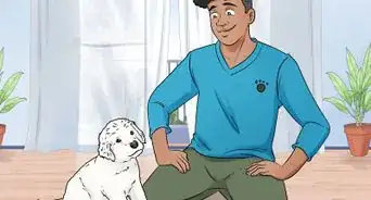 educar un perro