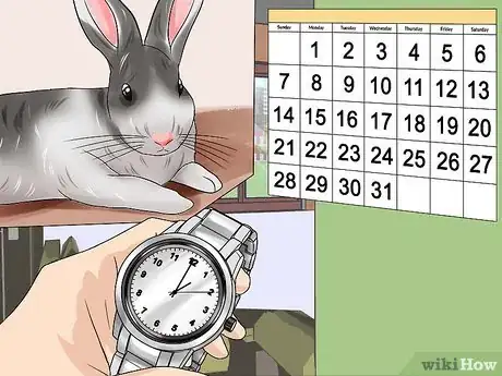 Imagen titulada Teach a Rabbit Not to Scratch Step 12