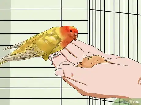 Imagen titulada Tame Your Budgies Step 6