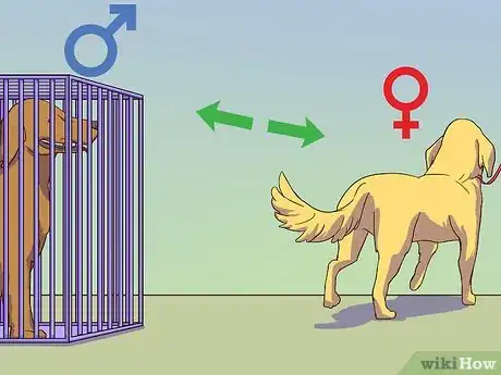 Imagen titulada Calm a Male Dog when a Female Is in Heat Step 1