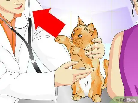 Imagen titulada Tell if a Cat Is Spayed Step 5