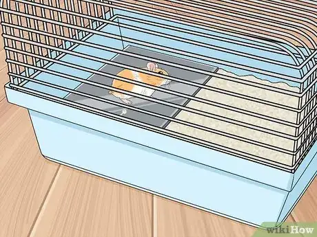 Imagen titulada Prevent and Treat Heat Stress in Hamsters Step 12