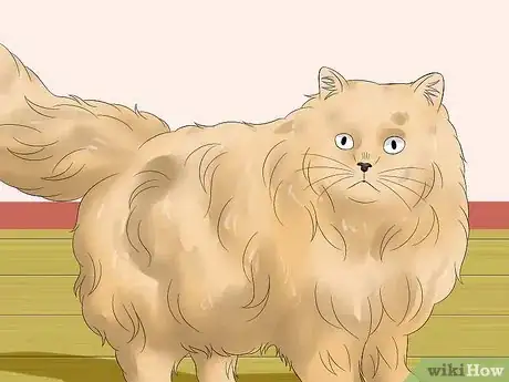 Imagen titulada Prevent Matted Cat Hair Step 11