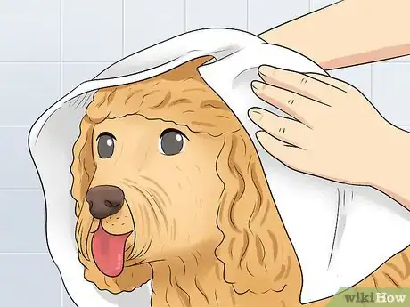 Imagen titulada Groom a Goldendoodle's Face Step 17