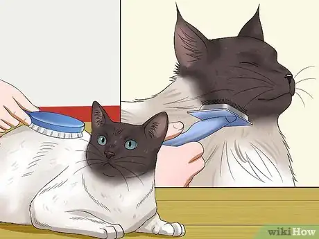 Imagen titulada Prevent Matted Cat Hair Step 16