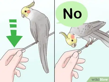 Imagen titulada Stop Your Cockatiel from Biting Step 6