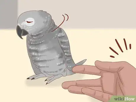 Imagen titulada Treat Feather Picking in African Grey Parrots Step 11